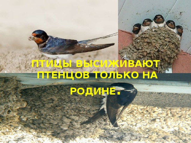 Птицы  высиживают  птенцов только на родине . 