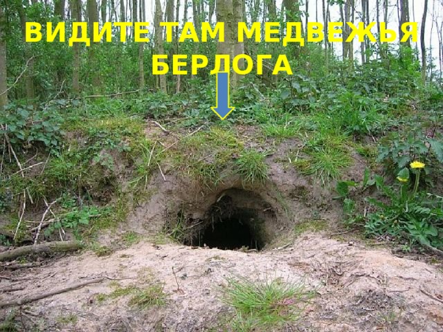 Видите там  медвежья берлога 