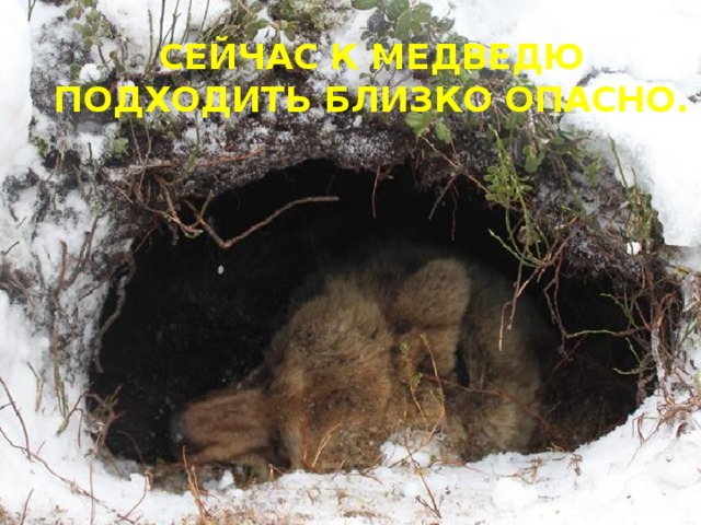 Сейчас к медведю подходить близко опасно. 