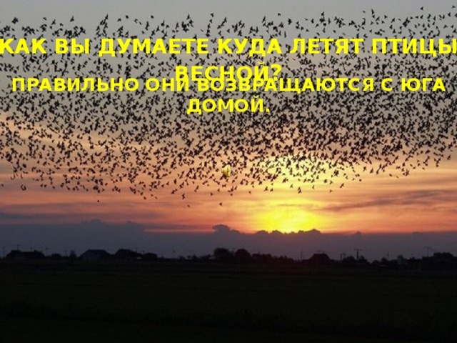 Как вы думаете куда летят птицы весной ? Правильно они возвращаются с юга домой. 