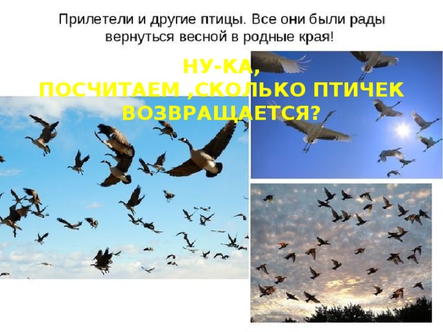 Ну-ка, посчитаем ,сколько птичек возвращается? 