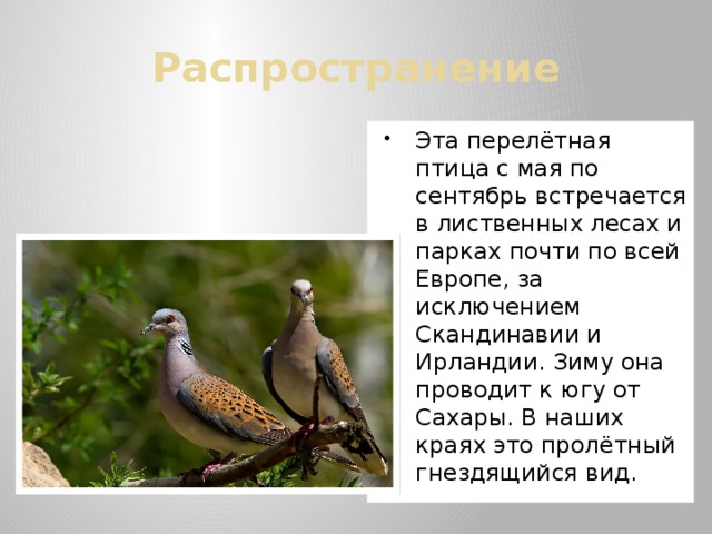 Распространение Эта перелётная птица с мая по сентябрь встречается в лиственных лесах и парках почти по всей Европе, за исключением Скандинавии и Ирландии. Зиму она проводит к югу от Сахары. В наших краях это пролётный гнездящийся вид. 