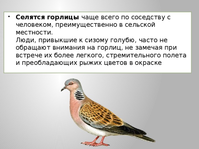 Селятся горлицы чаще всего по соседству с человеком, преимущественно в сельской местности.  Люди, привыкшие к сизому голубю, часто не обращают внимания на горлиц, не замечая при встрече их более легкого, стремительного полета и преобладающих рыжих цветов в окраске 
