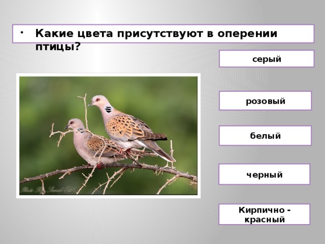 Какие цвета присутствуют в оперении птицы? серый розовый белый черный Кирпично - красный 
