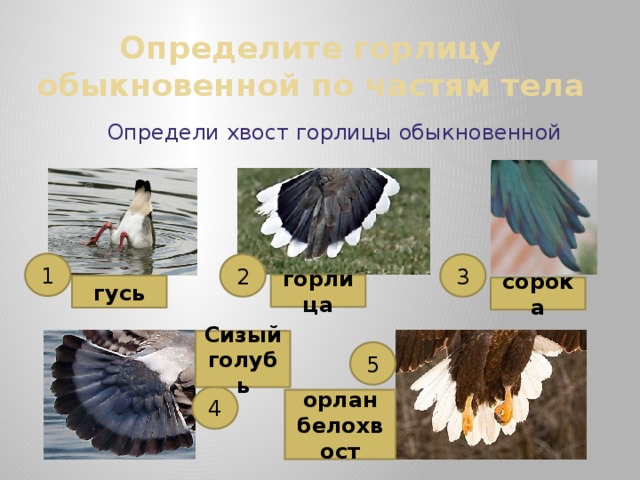 Определите горлицу обыкновенной по частям тела   Определи хвост горлицы обыкновенной 1 3 2 горлица гусь сорока Сизый голубь 5 4 орлан белохвост 
