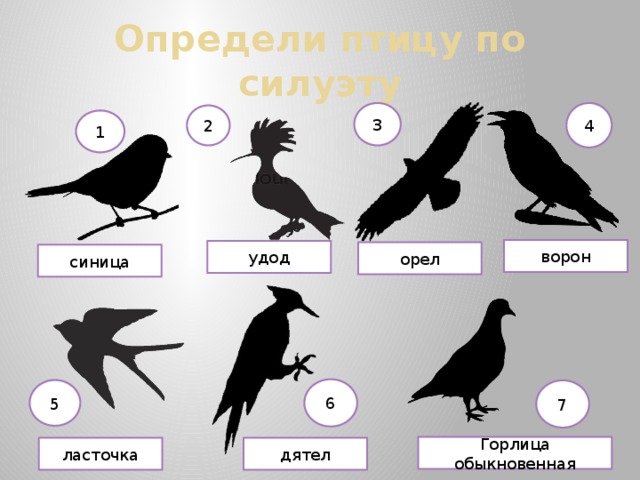 Определи птицу по силуэту 3 4 2 1 ворон удод орел синица 6 5 7 Горлица обыкновенная дятел ласточка 