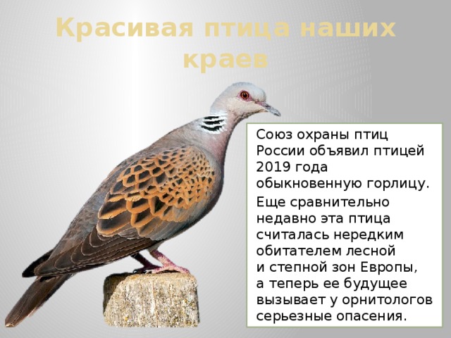 Красивая птица наших краев Союз охраны птиц России объявил птицей 2019 года обыкновенную горлицу. Еще сравнительно недавно эта птица считалась нередким обитателем лесной и степной зон Европы, а теперь ее будущее вызывает у орнитологов серьезные опасения. 
