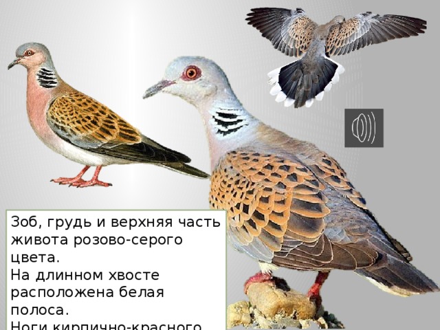 Зоб, грудь и верхняя часть живота розово-серого цвета. На длинном хвосте расположена белая полоса. Ноги кирпично-красного цвета. Окрас молодняка более блёклый.  