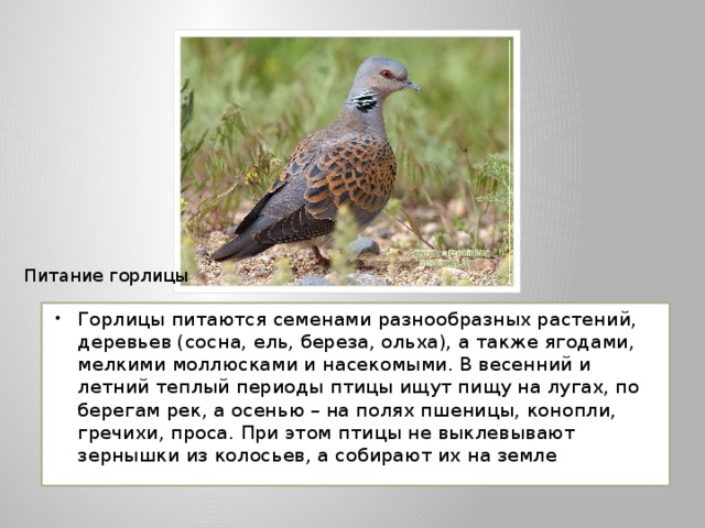 Питание горлицы Горлицы питаются семенами разнообразных растений, деревьев (сосна, ель, береза, ольха), а также ягодами, мелкими моллюсками и насекомыми. В весенний и летний теплый периоды птицы ищут пищу на лугах, по берегам рек, а осенью – на полях пшеницы, конопли, гречихи, проса. При этом птицы не выклевывают зернышки из колосьев, а собирают их на земле 