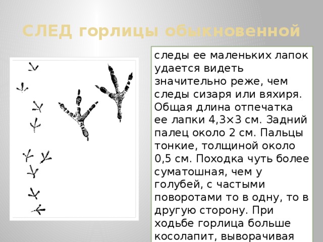 СЛЕД горлицы обыкновенной следы ее маленьких лапок удается видеть значительно реже, чем следы сизаря или вяхиря. Общая длина отпечатка ее лапки 4,3×3 см. Задний палец около 2 см. Пальцы тонкие, толщиной около 0,5 см. Походка чуть более суматошная, чем у голубей, с частыми поворотами то в одну, то в другую сторону. При ходьбе горлица больше косолапит, выворачивая подошву лапки внутрь. 