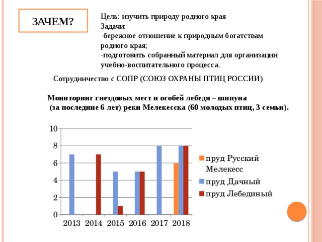 ЗАЧЕМ? Цель: изучить природу родного края Задачи: -бережное отношение к природным богатствам родного края; -подготовить собранный материал для организации учебно-воспитательного процесса. Сотрудничество с СОПР (СОЮЗ ОХРАНЫ ПТИЦ РОССИИ) Мониторинг гнездовых мест и особей лебедя – шипуна  (за последние 6 лет) реки Мелекесска (60 молодых птиц, 3 семьи). 