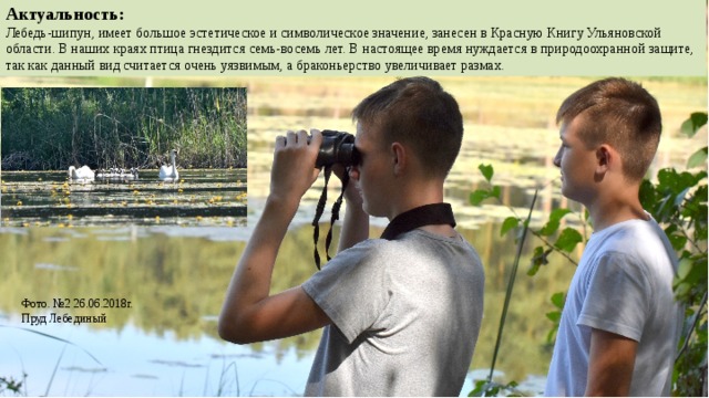 Актуальность: Лебедь-шипун, имеет большое эстетическое и символическое значение, занесен в Красную Книгу Ульяновской области. В наших краях птица гнездится семь-восемь лет. В настоящее время нуждается в природоохранной защите, так как данный вид считается очень уязвимым, а браконьерство увеличивает размах. Фото. №2 26.06.2018г. Пруд Лебединый 