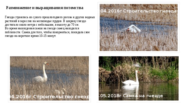 Размножение и выращивания потомства 15.04.2016г Строительство гнезда Гнезда строились из сухого прошлогоднего рогоза и других водных растений в зарослях на мелководье прудов. В ширину гнездо достигало около метра с небольшим, в высоту до 70 см. Во время нахождения самки на гнезде самец находился поблизости. Самка для того, чтобы покормиться, покидала свое гнездо на короткое время 10-15 минут. 31.05.17г. Самка на гнезде 13.05.2018г Самка на гнезде 15.04.2016г Строительство гнезда 