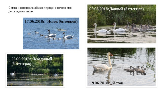 Самка насиживала яйца в период: с начала мая до середины июня 09.08.2018гДачный (8 птенцов) 17.06.2018г. Исток (6птенцов) 26.06.2018г Лебединый (8 птенцов) 19.06.2018г. Исток 