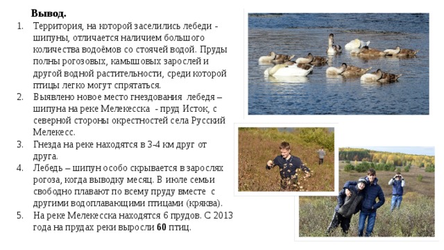  Вывод. Территория, на которой заселились лебеди - шипуны, отличается наличием большого количества водоёмов со стоячей водой. Пруды полны рогозовых, камышовых зарослей и другой водной растительности, среди которой птицы легко могут спрятаться. Выявлено новое место гнездования лебедя – шипуна на реке Мелекесска - пруд Исток, с северной стороны окрестностей села Русский Мелекесс. Гнезда на реке находятся в 3-4 км друг от друга. Лебедь – шипун особо скрывается в зарослях рогоза, когда выводку месяц. В июле семьи свободно плавают по всему пруду вместе с другими водоплавающими птицами (кряква). На реке Мелекесска находятся 6 прудов. С 2013 года на прудах реки выросли 60 птиц. 