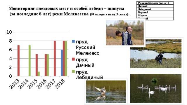 Русский Мелекес (исток) 2 Дачный Лебединый Верхний Марков Нижний Мониторинг гнездовых мест и особей лебедя – шипуна  (за последние 6 лет) реки Мелекесска (60 молодых птиц, 3 семьи) . 