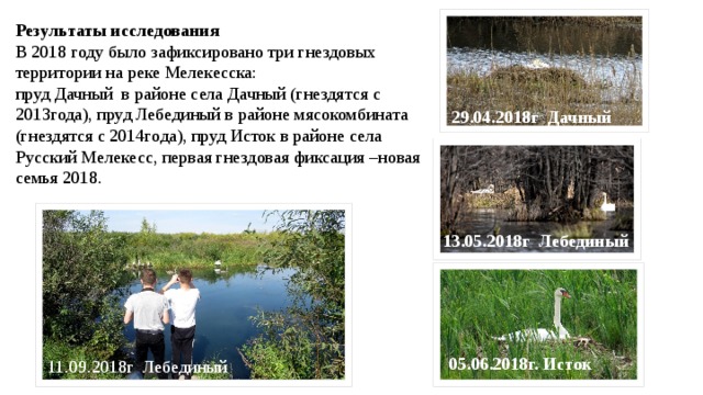 Результаты исследования В 2018 году было зафиксировано три гнездовых территории на реке Мелекесска: пруд Дачный в районе села Дачный (гнездятся с 2013года), пруд Лебединый в районе мясокомбината (гнездятся с 2014года), пруд Исток в районе села Русский Мелекесс, первая гнездовая фиксация –новая семья 2018. 29.04.2018г Дачный 13.05.2018г Лебединый 05.06.2018г. Исток 11.09.2018г Лебединый 