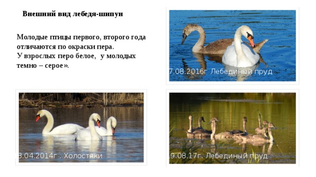 Внешний вид лебедя-шипун Молодые птицы первого, второго года отличаются по окраски пера. У взрослых перо белое, у молодых темно – серое». 27.08.2016г Лебединый пруд 18.04.2014г . Холостяки 19.08.17г. Лебединый пруд 