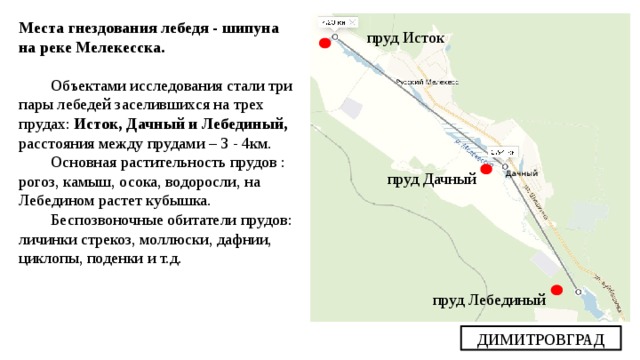 Места гнездования лебедя - шипуна на реке Мелекесска.  Объектами исследования стали три пары лебедей заселившихся на трех прудах: Исток, Дачный и Лебединый, расстояния между прудами – 3 - 4км. Основная растительность прудов : рогоз, камыш, осока, водоросли, на Лебедином растет кубышка. Беспозвоночные обитатели прудов: личинки стрекоз, моллюски, дафнии, циклопы, поденки и т.д. пруд Исток Дачный пруд Дачный пруд Лебединый ДИМИТРОВГРАД 