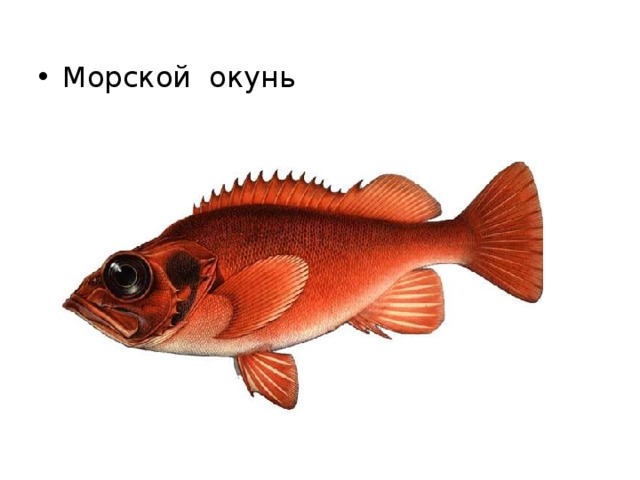 Морской окунь 