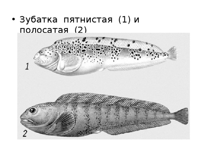 Зубатка пятнистая (1) и полосатая (2) 