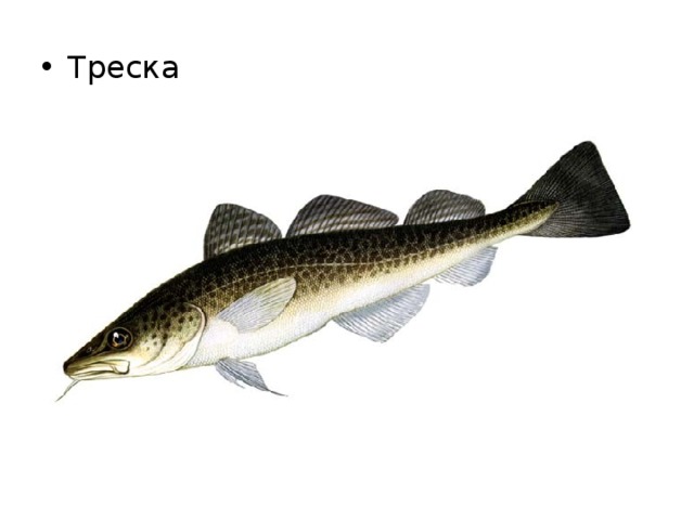 Треска 