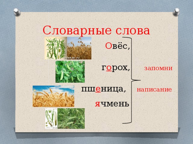 Словарные слова  О вёс,   г о рох,  запомни  пш е ница,  написание   я чмень 