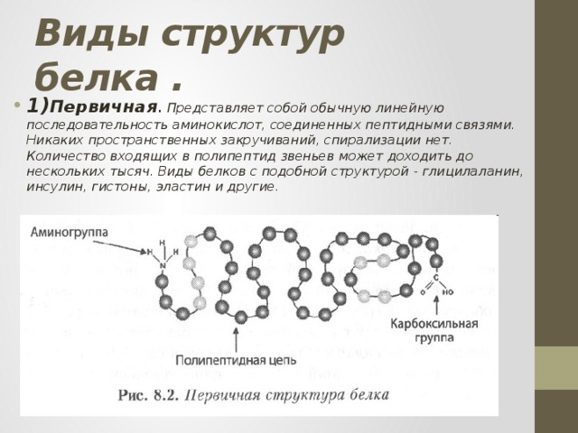 Виды структур белка . 1) Первичная . Представляет собой обычную линейную последовательность аминокислот, соединенных пептидными связями. Никаких пространственных закручиваний, спирализации нет. Количество входящих в полипептид звеньев может доходить до нескольких тысяч. Виды белков с подобной структурой - глицилаланин, инсулин, гистоны, эластин и другие. 