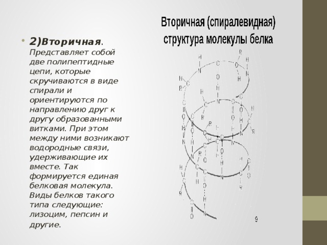 2) Вторичная . Представляет собой две полипептидные цепи, которые скручиваются в виде спирали и ориентируются по направлению друг к другу образованными витками. При этом между ними возникают водородные связи, удерживающие их вместе. Так формируется единая белковая молекула. Виды белков такого типа следующие: лизоцим, пепсин и другие . 