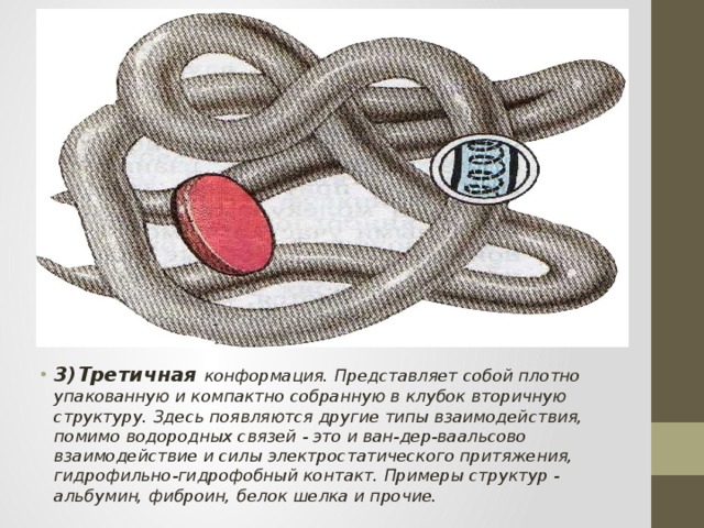 3)Третичная конформация. Представляет собой плотно упакованную и компактно собранную в клубок вторичную структуру. Здесь появляются другие типы взаимодействия, помимо водородных связей - это и ван-дер-ваальсово взаимодействие и силы электростатического притяжения, гидрофильно-гидрофобный контакт. Примеры структур - альбумин, фиброин, белок шелка и прочие. 
