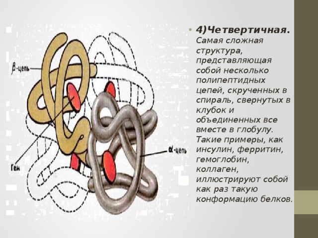 4)Четвертичная. Самая сложная структура, представляющая собой несколько полипептидных цепей, скрученных в спираль, свернутых в клубок и объединенных все вместе в глобулу. Такие примеры, как инсулин, ферритин, гемоглобин, коллаген, иллюстрируют собой как раз такую конформацию белков. 