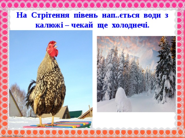 На Стрітення півень нап..ється води з калюжі – чекай ще холоднечі.   