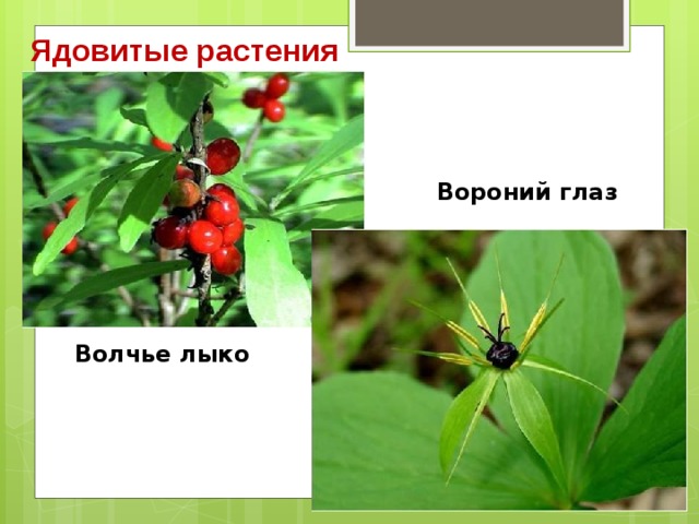 Ядовитые растения Вороний глаз Волчье лыко 