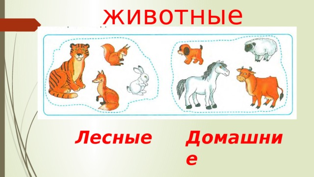 животные Лесные Домашние 