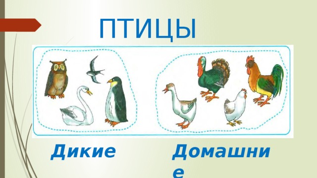ПТИЦЫ Дикие  Домашние 
