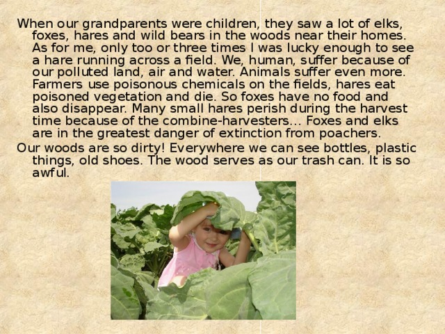 When our grandparents were children, they saw a lot of elks, foxes, hares and wild bears in the woods near their homes. As for me, only too or three times I was lucky enough to see a hare running across a field. We, human, suffer because of our polluted land, air and water. Animals suffer even more. Farmers use poisonous chemicals on the fields, hares eat poisoned vegetation and die. So foxes have no food and also disappear. Many small hares perish during the harvest time because of the combine-harvesters… Foxes and elks are in the greatest danger of extinction from poachers. Our woods are so dirty! Everywhere we can see bottles, plastic things, old shoes. The wood serves as our trash can. It is so awful. 