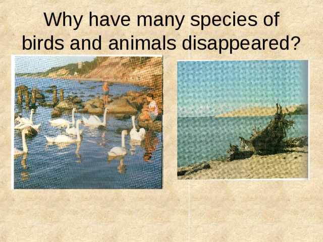 Why have many species of birds and animals disappeared? 