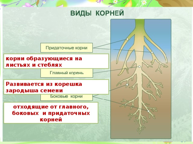 корни образующиеся на листьях и стеблях Развивается из корешка зародыша семени отходящие от главного, боковых и придаточных корней 