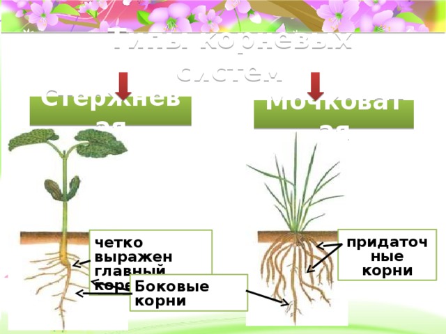 Типы корневых систем Стержневая Мочковатая придаточные корни четко выражен главный корень, Боковые корни 