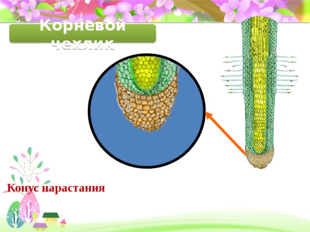 Корневой чехлик Конус нарастания 