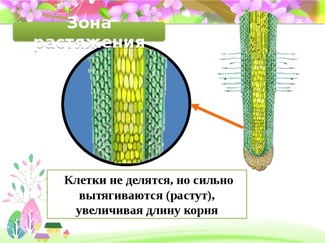 Зона растяжения  Клетки не делятся, но сильно вытягиваются (растут), увеличивая длину корня 