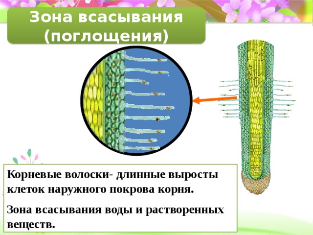  Зона всасывания (поглощения)  Корневые волоски- длинные выросты клеток наружного покрова корня. Зона всасывания воды и растворенных веществ. 