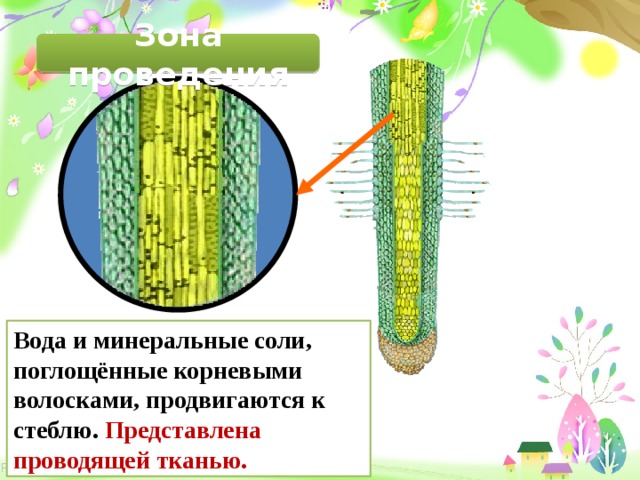 Зона проведения Вода и минеральные соли, поглощённые корневыми волосками, продвигаются к стеблю. Представлена проводящей тканью. 