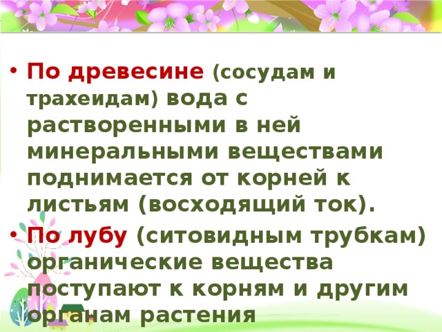 По древесине  (сосудам и трахеидам) вода с растворенными в ней минеральными веществами поднимается от корней к листьям (восходящий ток). По лубу (ситовидным трубкам) органические вещества поступают к корням и другим органам растения (нисходящий ток).  