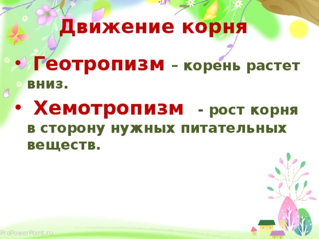 Движение корня  Геотропизм  – корень растет вниз.  Хемотропизм - рост корня в сторону нужных питательных веществ. 