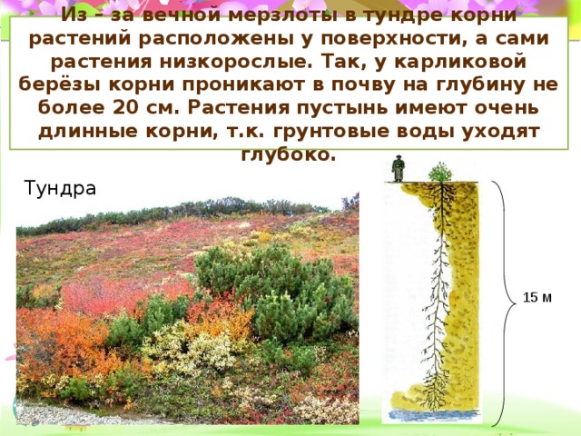 Из – за вечной мерзлоты в тундре корни растений расположены у поверхности, а сами растения низкорослые. Так, у карликовой берёзы корни проникают в почву на глубину не более 20 см. Растения пустынь имеют очень длинные корни, т.к. грунтовые воды уходят глубоко. Тундра 15 м 