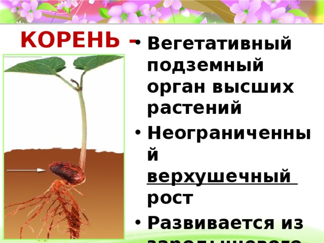 КОРЕНЬ -  Вегетативный подземный орган высших растений Неограниченный верхушечный рост Развивается из зародышевого корешка 