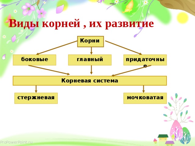Виды корней , их развитие Корни придаточные боковые главный Корневая система стержневая мочковатая 