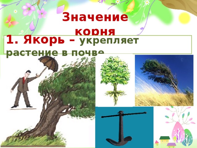 Значение корня 1. Якорь – укрепляет растение в почве 