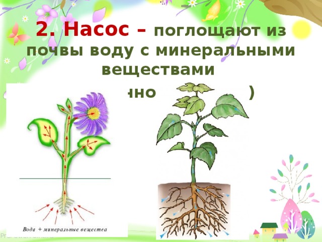 2. Насос – поглощают из почвы воду с минеральными веществами (почвенное питание) 